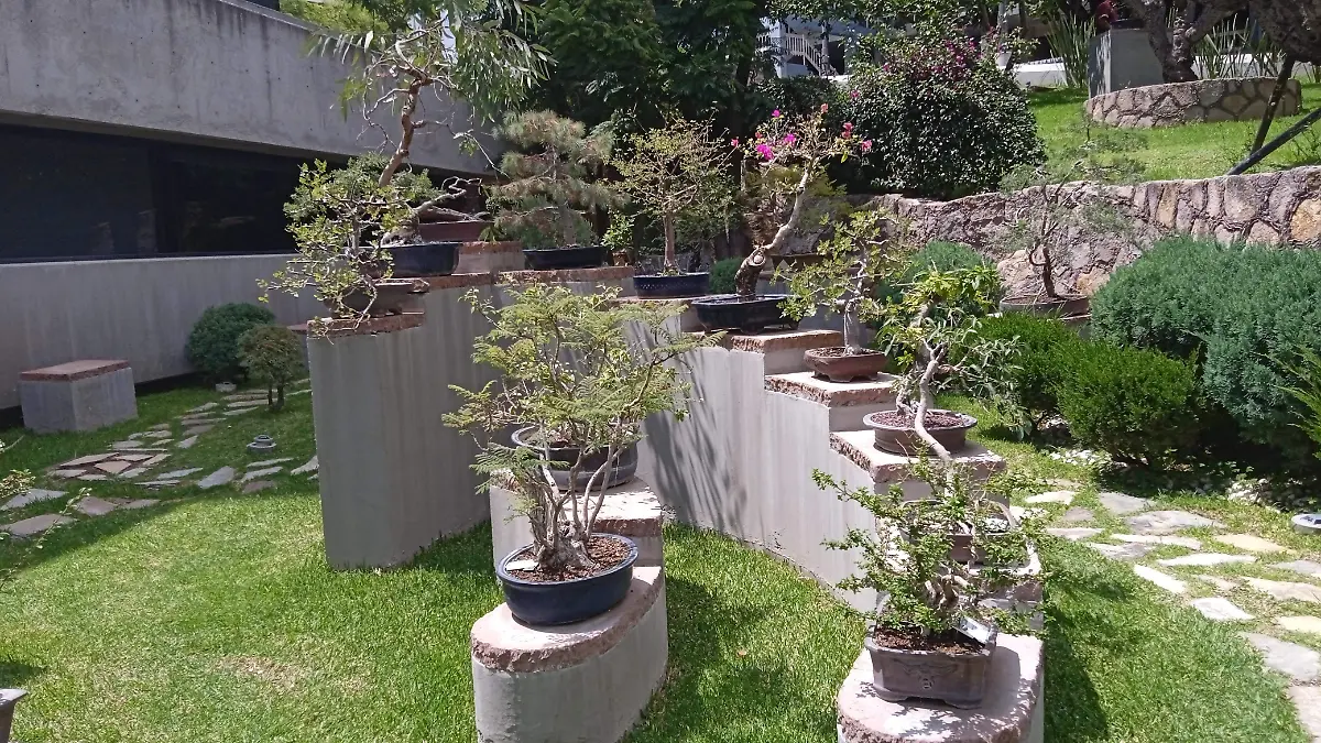 Javier-y-el-arte-de-hacer-árboles-diminutos (7)