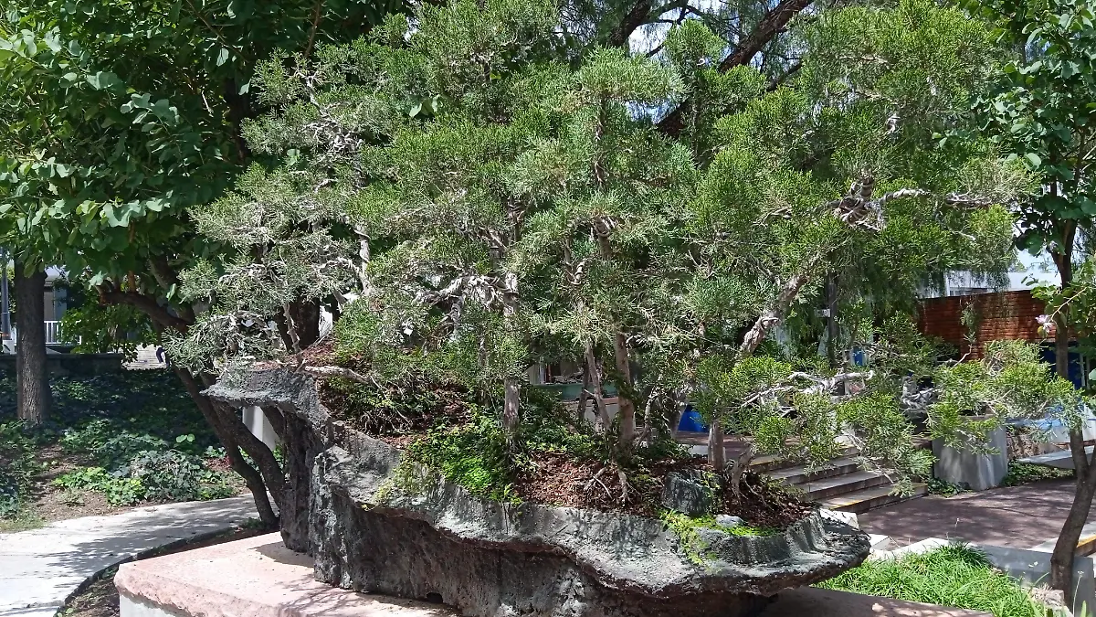 Javier-y-el-arte-de-hacer-árboles-diminutos (5)