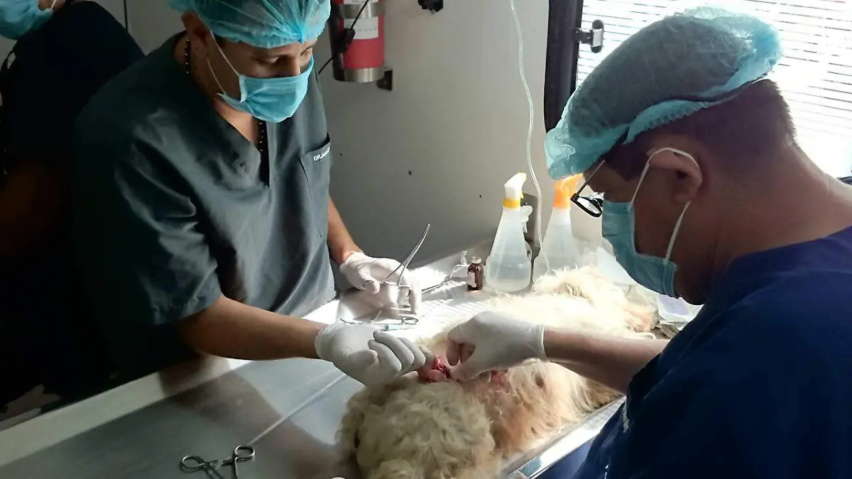 F CARMONA(archivo) control canino (2)