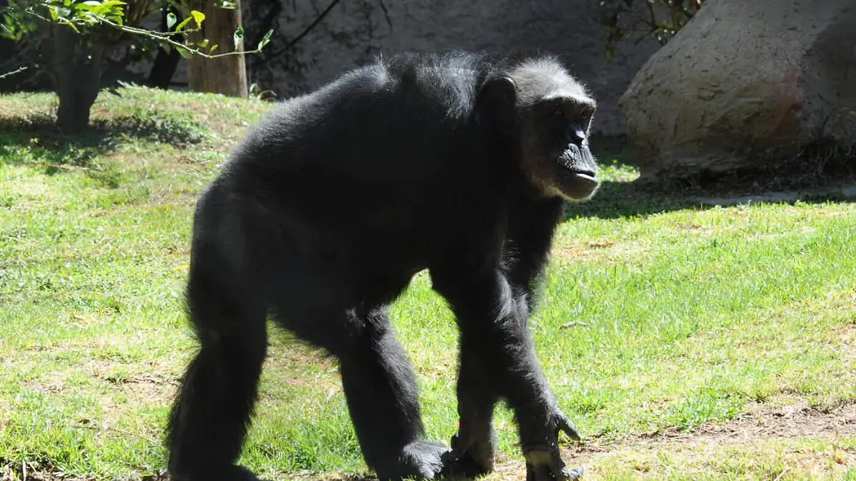 Día-Internacional-del-Chimpancé (2)