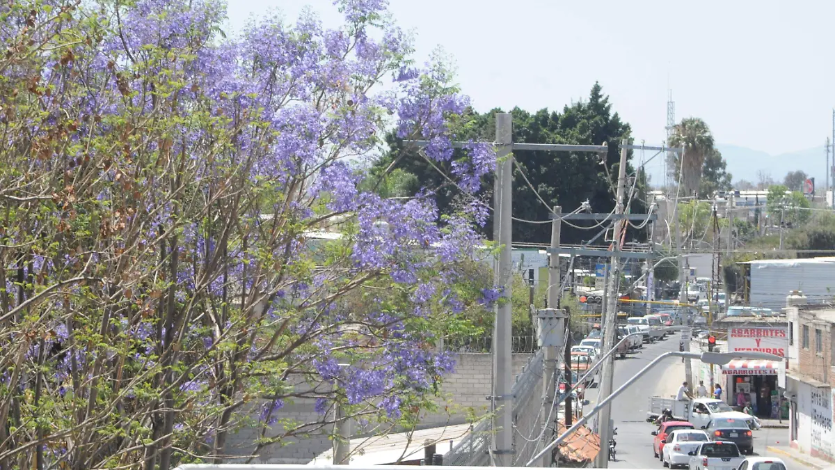 jacarandas (4)