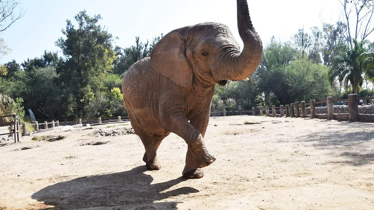 Historia-del-Zoológico-de-León3