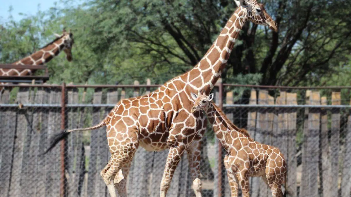 Image 2021-06-16 at 2.20.09 PM (2)