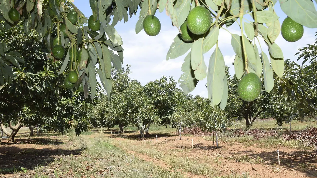 F CARMONA AGUACATE DUARTEÑO (6)