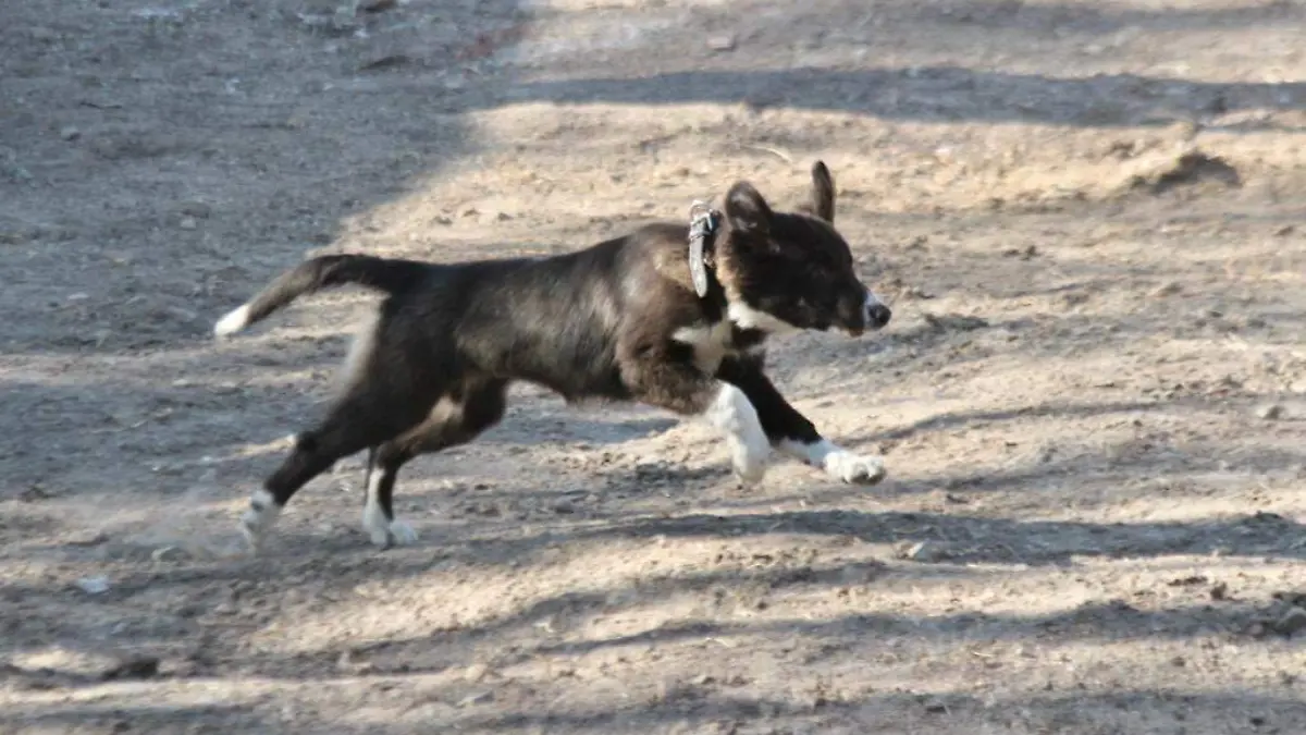 Image 2020-03-02 at 9.18.11 AM (1)