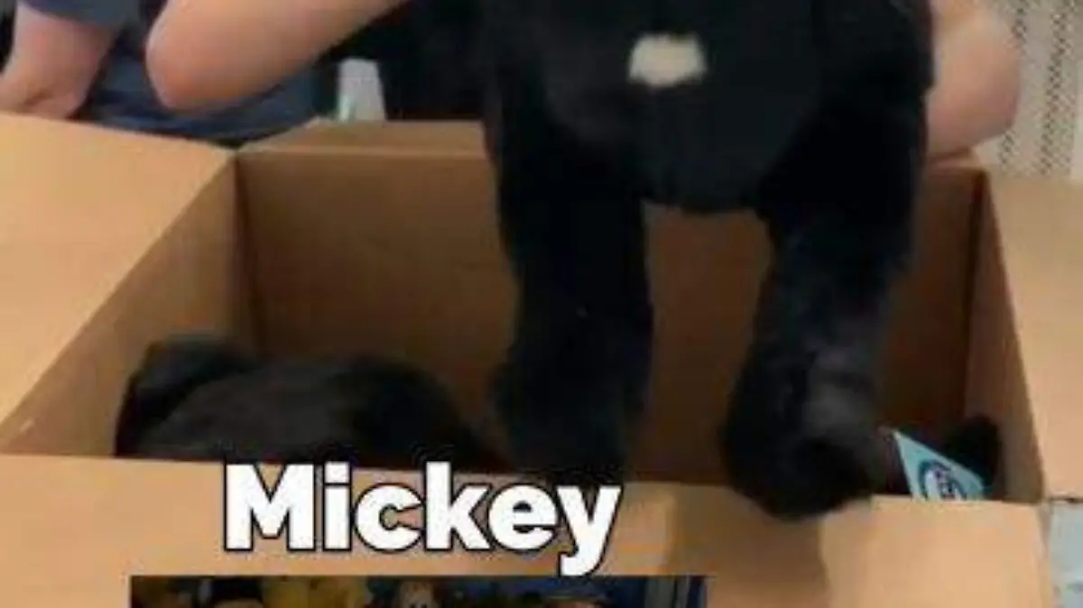 Inmortalizan-mascotas (4)