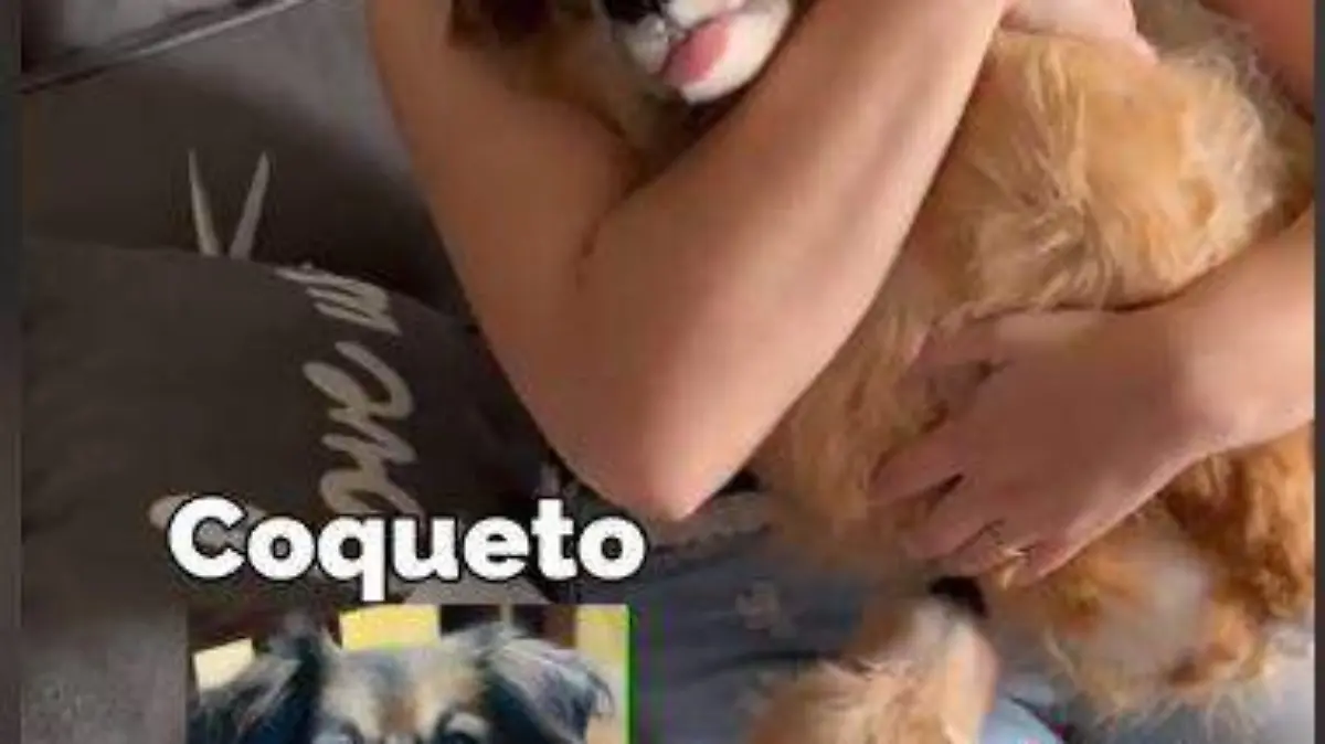 Inmortalizan-mascotas (3)