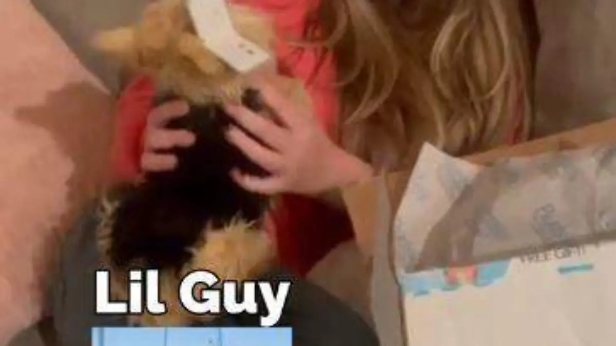 Inmortalizan-mascotas (1)