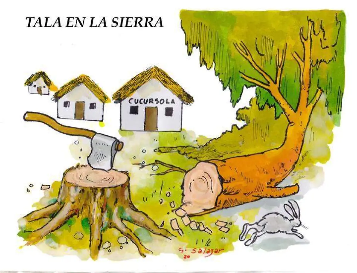 Hoy en el cartón de Salazar _ TALA EN LA SIERRA