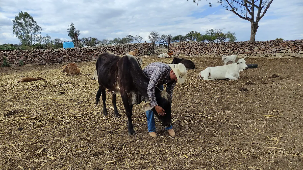 Llaman a cuidar el ganado y la exportación del mismo desde Guanajuato