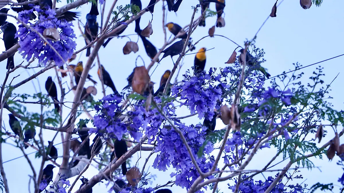 Las jacarandas tiñen de morado a León esta primavera