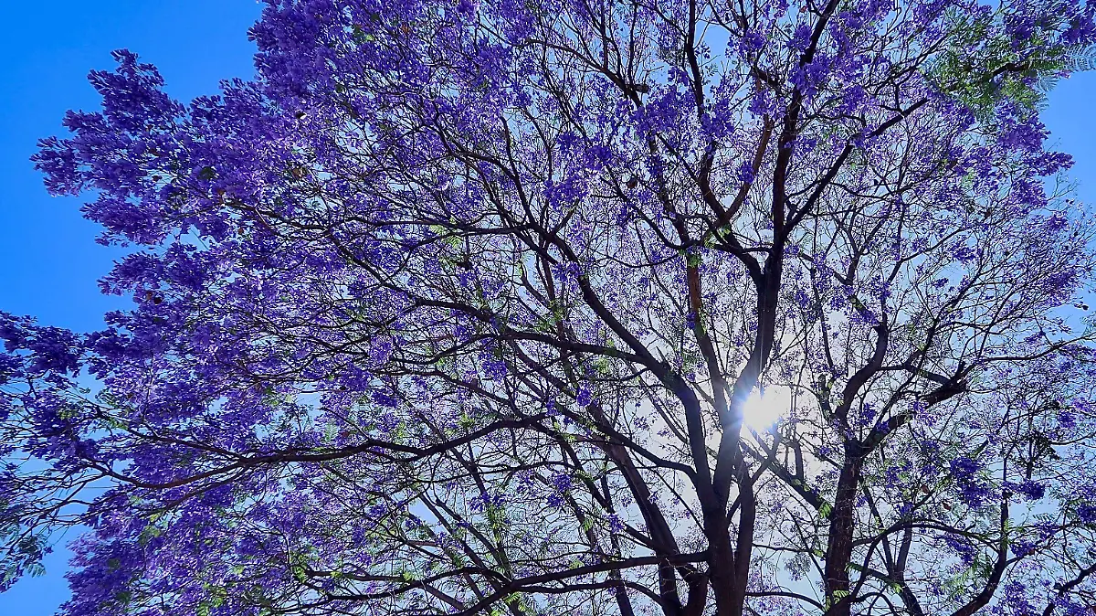 Las jacarandas tiñen de morado a León esta primavera