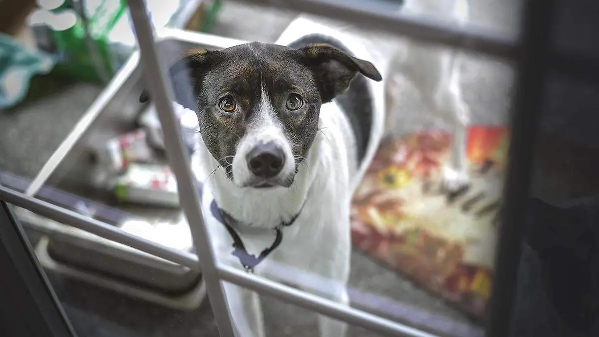 Carne de perro