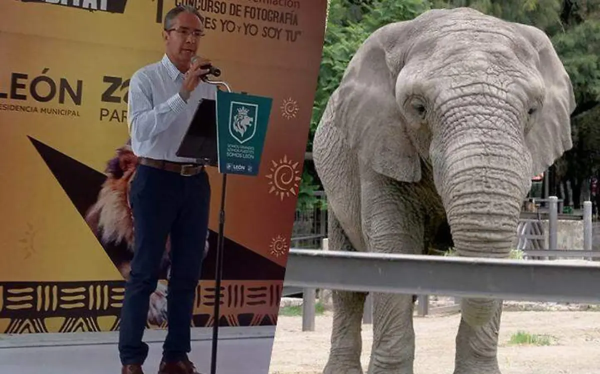 mara elefante zoologico de leon
