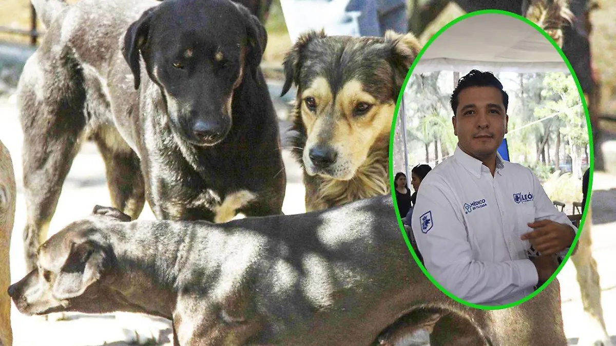 Matan perros a hombre en León