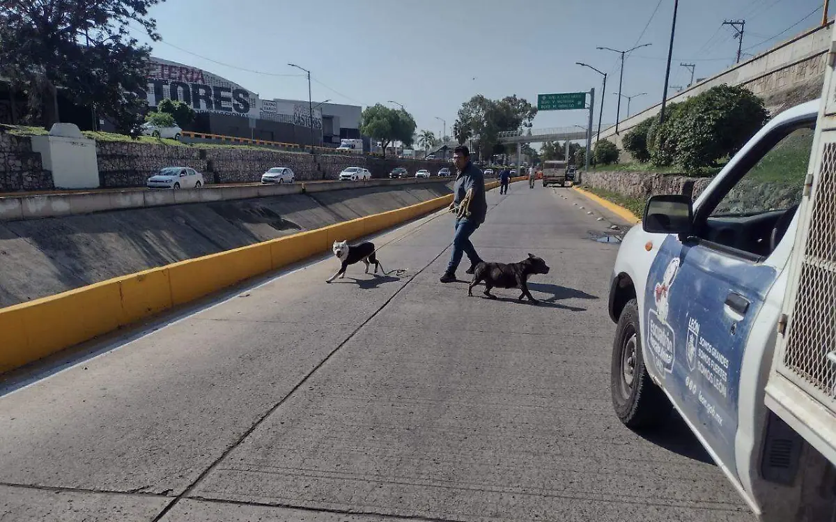 JAURÍA DE PERROS - Cortesia SSPPC (2)