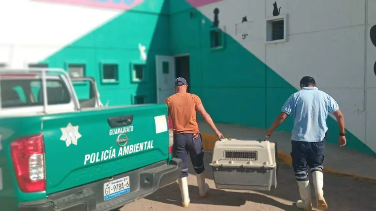 GUANAJUATO- Rescatan a zorro gris en zona sur de Guanajuato capital (2)