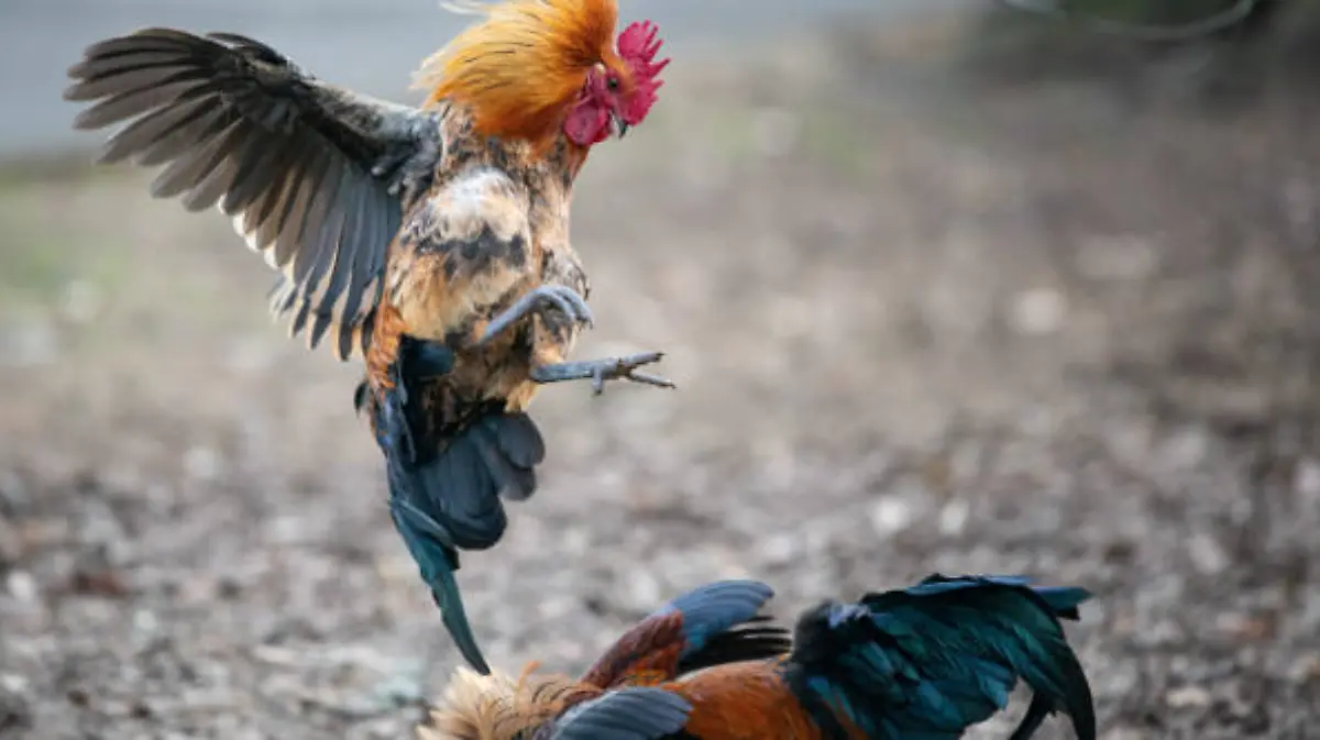 Regularización de las pelas de gallos no está incluida en la propuesta del PVEM1