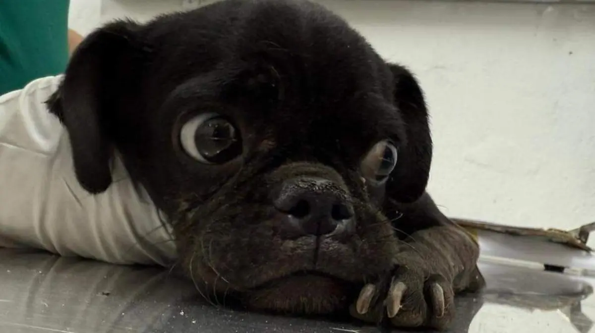 Un pug fue rescatado y permanece en observación médica
