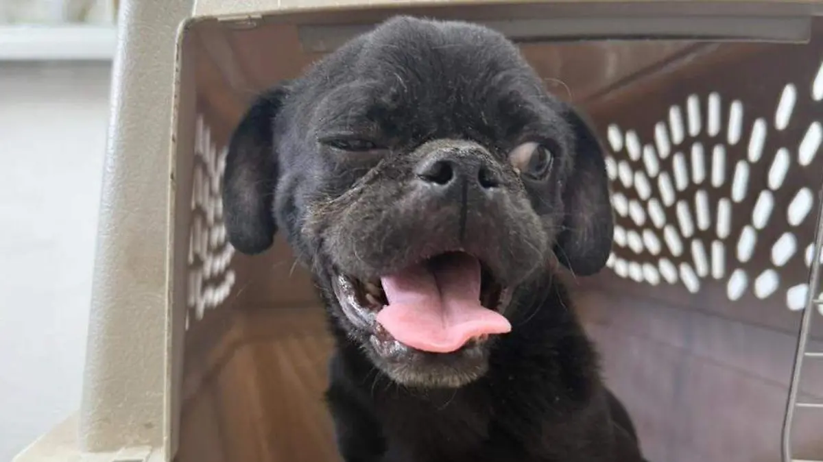 Un pug fue rescatado y permanece en observación médica