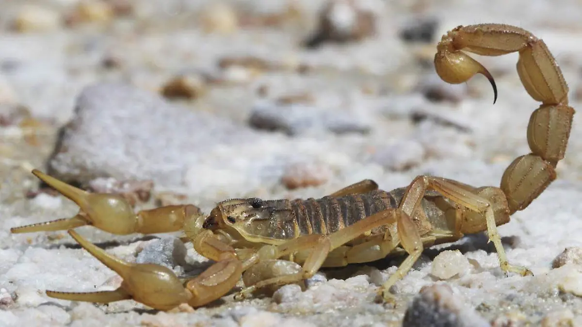 f carmona alacran (2)