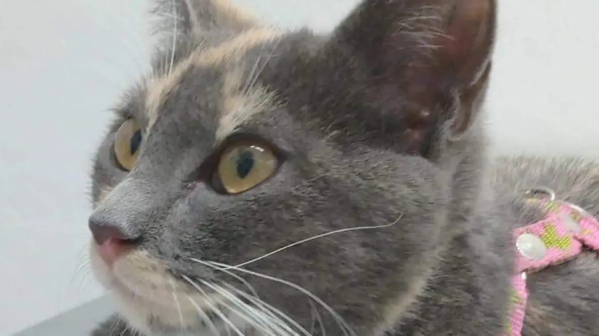 ¿Cómo cuidar a tus perrhijos y gathijos en tiempo de calor?