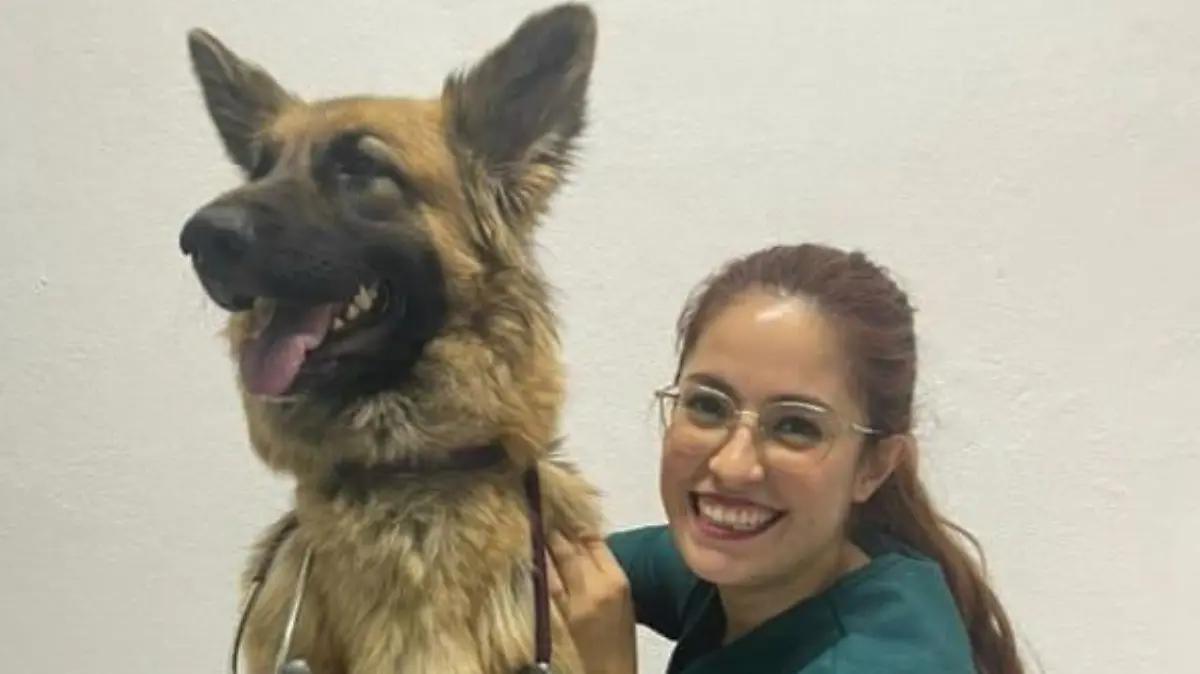 ¿Cómo cuidar a tus perrhijos y gathijos en tiempo de calor?