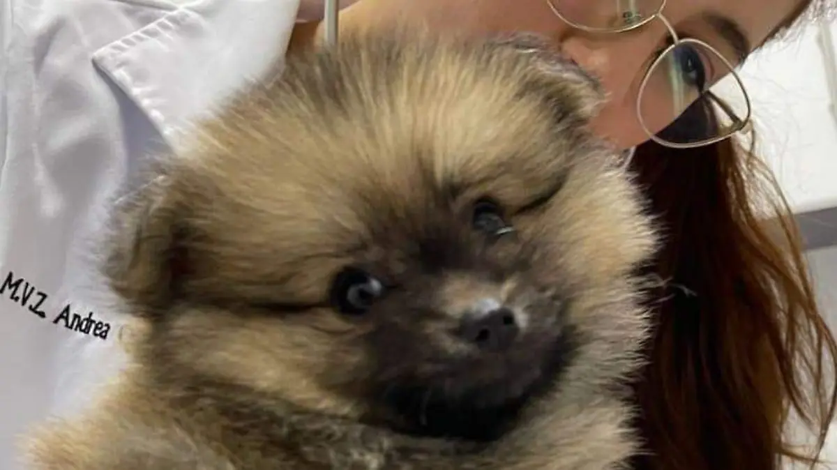 ¿Cómo cuidar a tus perrhijos y gathijos en tiempo de calor?