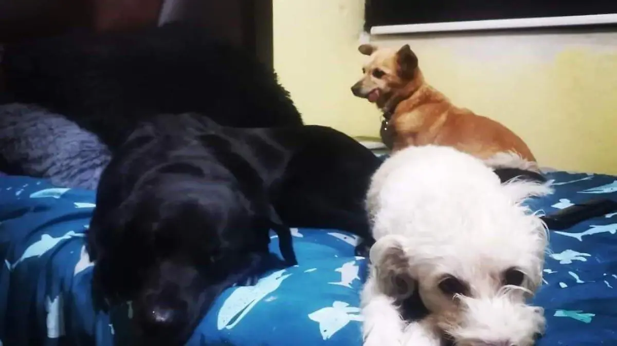 golpe-de-calor- (1)