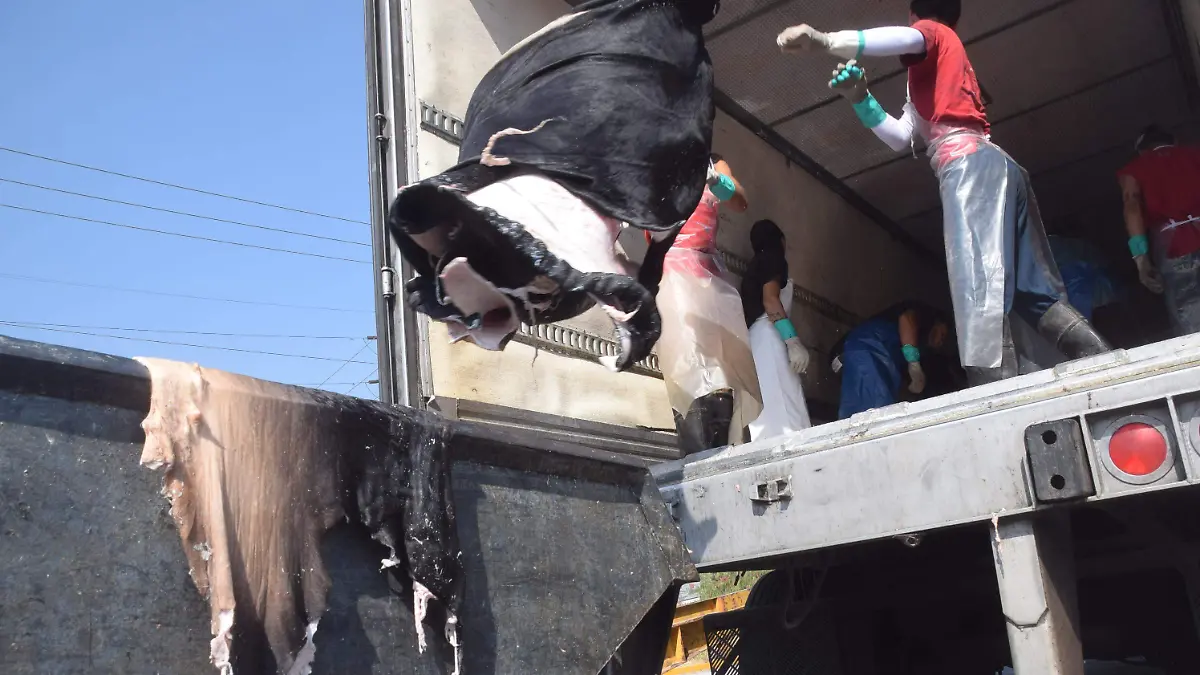 F CARMONA CUERTIDURIAS (1)