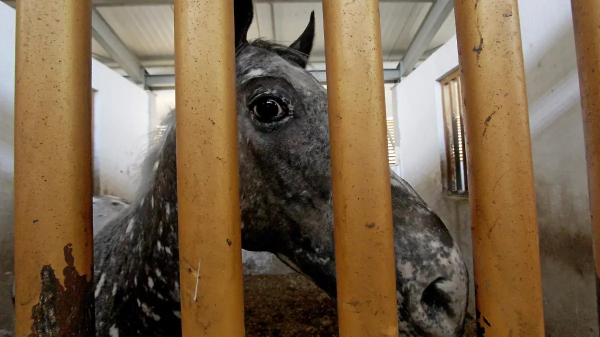  CUARTEL POLICIA MONTADA