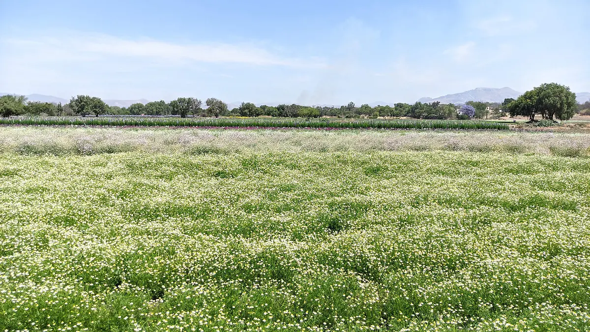 Guanajuato libre de gusano barrenador