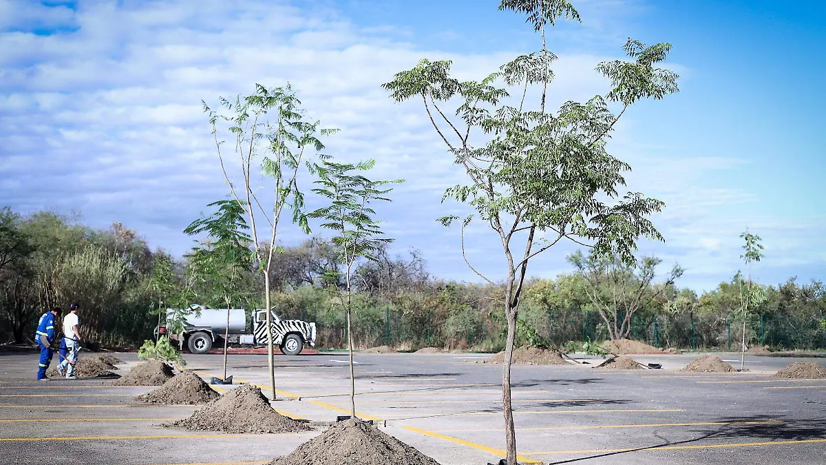 FORESTACIÓN CORTESÍA