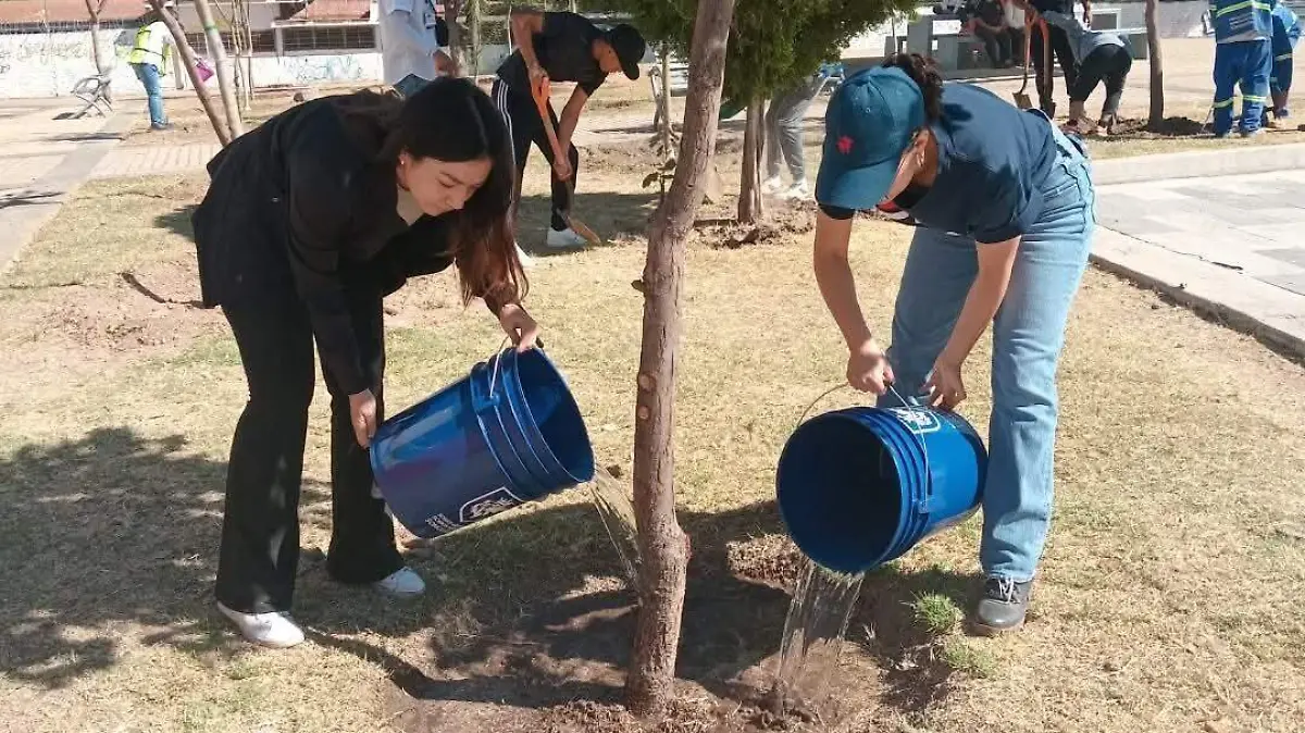 FORESTACIÓN CORTESÍA