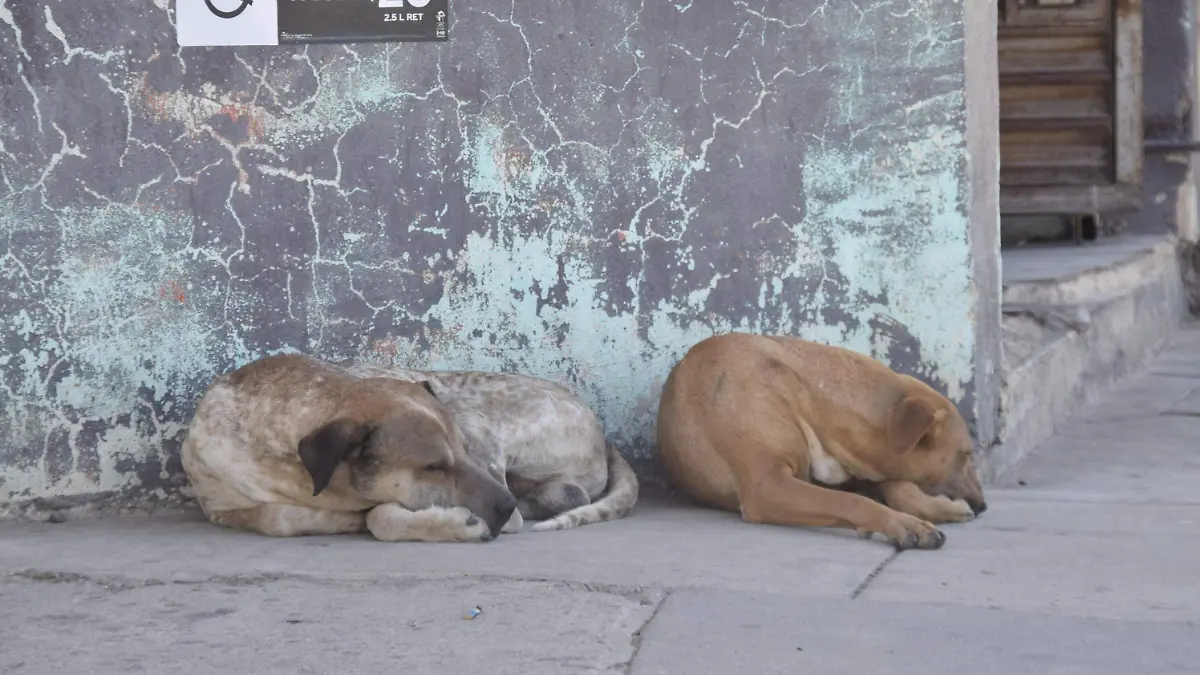f carmona perros y gatos (8)