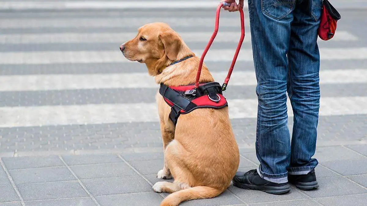 Razas-de-perros-de-asistencia-golden-retriever.jpg