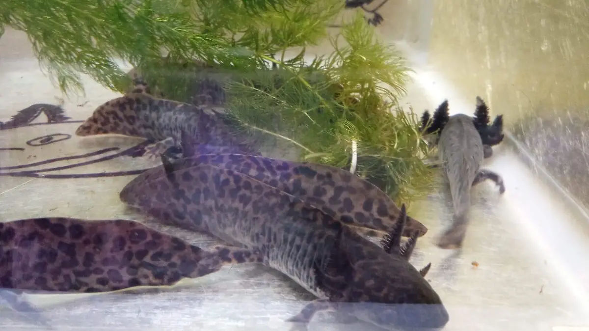 ajolotes expo verde león