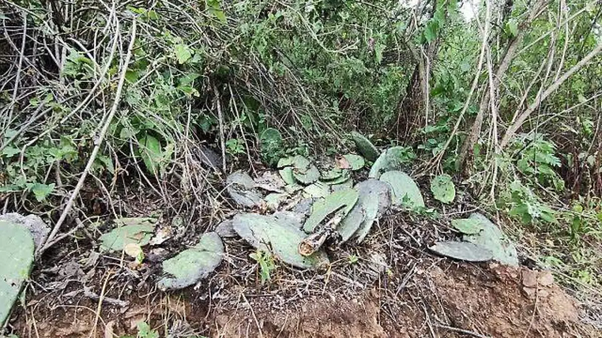 Alerta en Mineral de la Luz, Guanajuato: Tala de árboles por minera canadiense preocupa