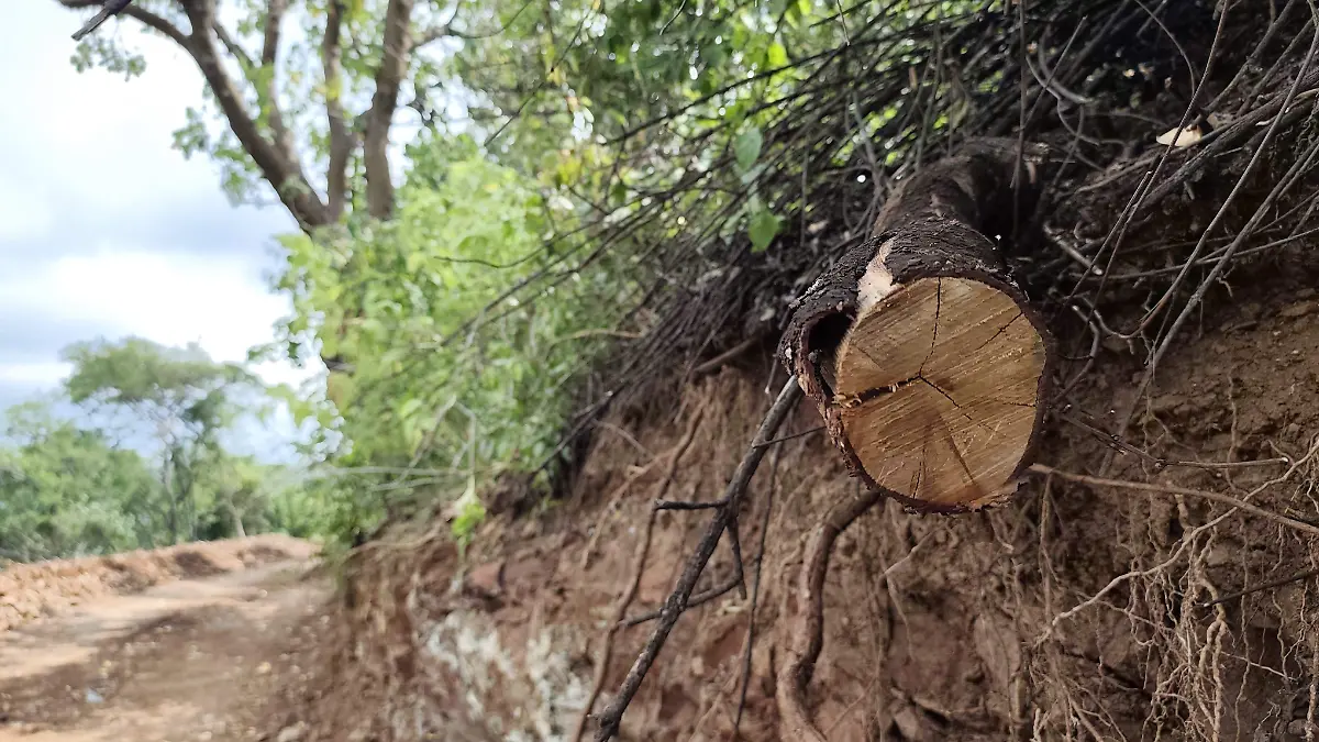 Deforestacion Mineral de la Luz3