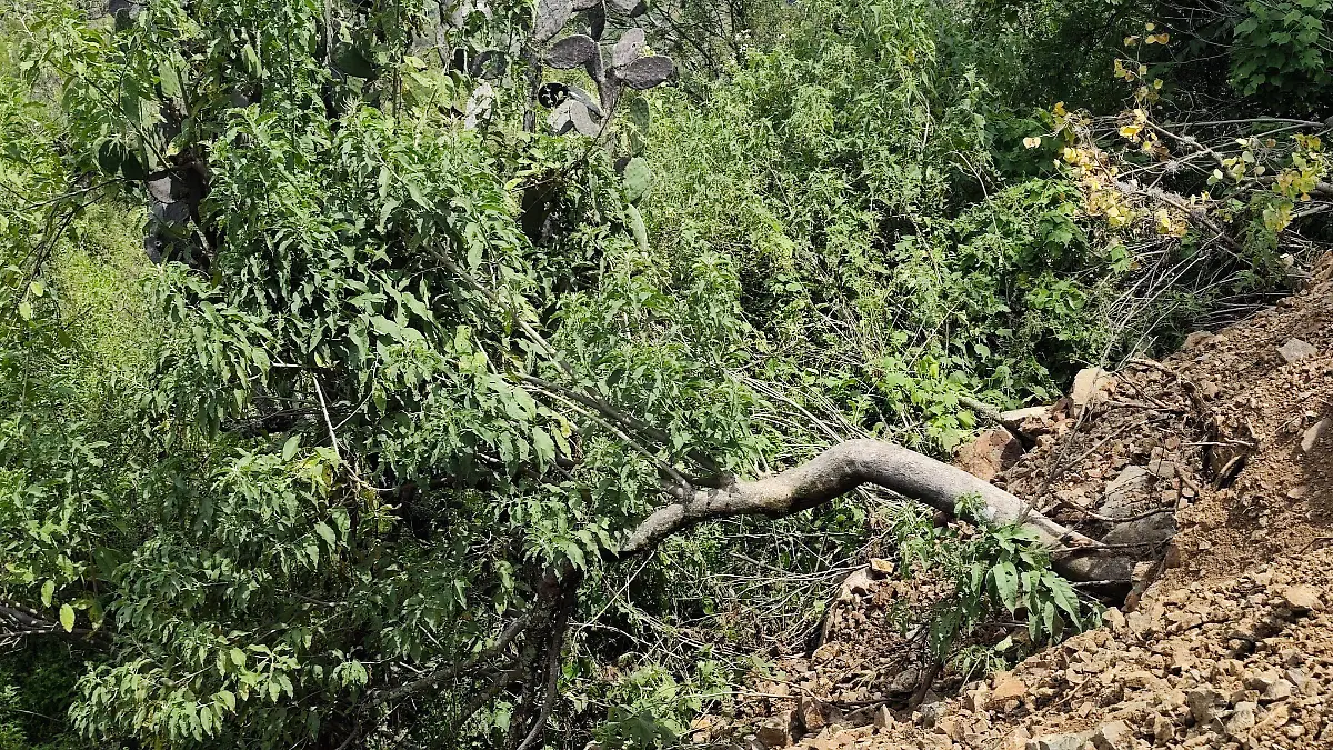 Deforestacion Mineral de la Luz4