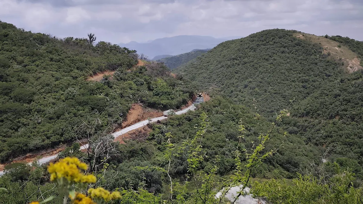 Alerta en Mineral de la Luz, Guanajuato: Tala de árboles por minera canadiense preocupa