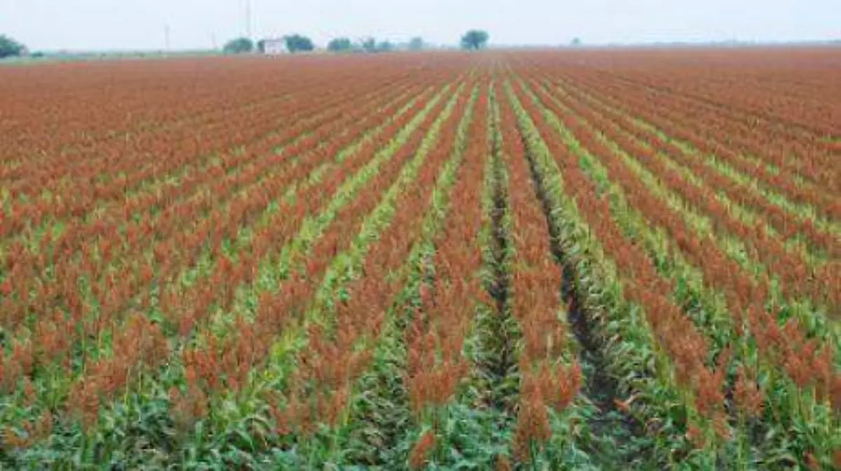 Guanajuato – Agricultores guanajuatenses solos, federación no activa la ventanilla de apoyos (1).jpg
