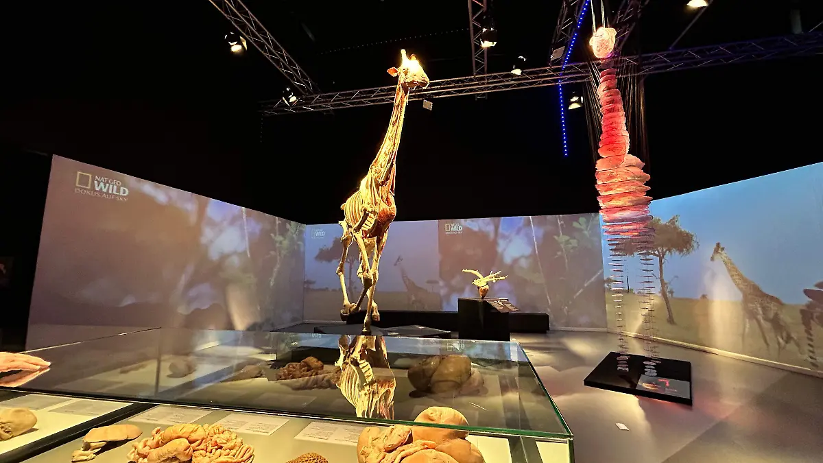 WhatsApp Image 2025-09-12 at 11.47.27 AM.jpeg