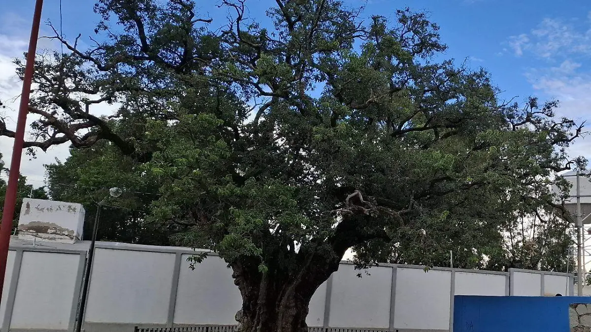 Guanajuato – Plantarán hijos del árbol donde Miguel Hidalgo hizo las cartas de intimación