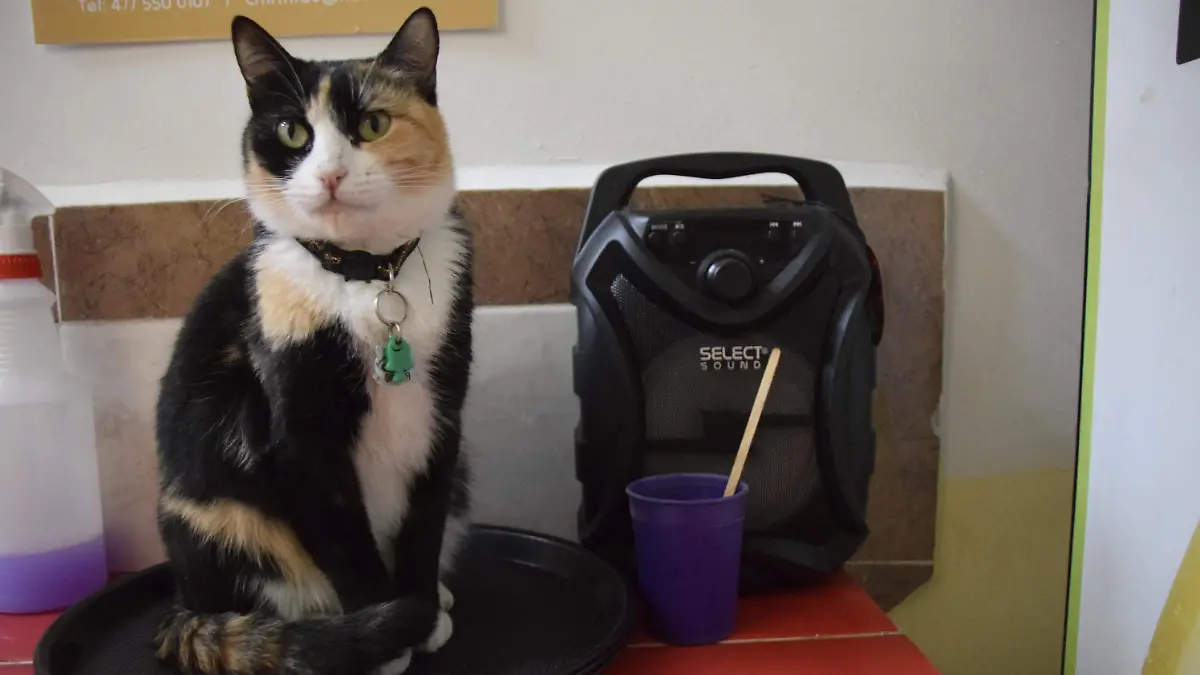 Gatos, conejos, gallos y perros son utilizados para rituales en Día de Muertos y Halloween 4