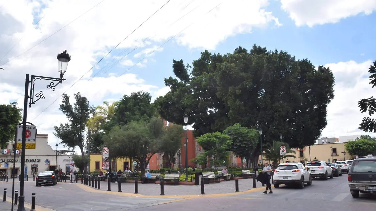 f carmona. arboles san juan de dios (8)
