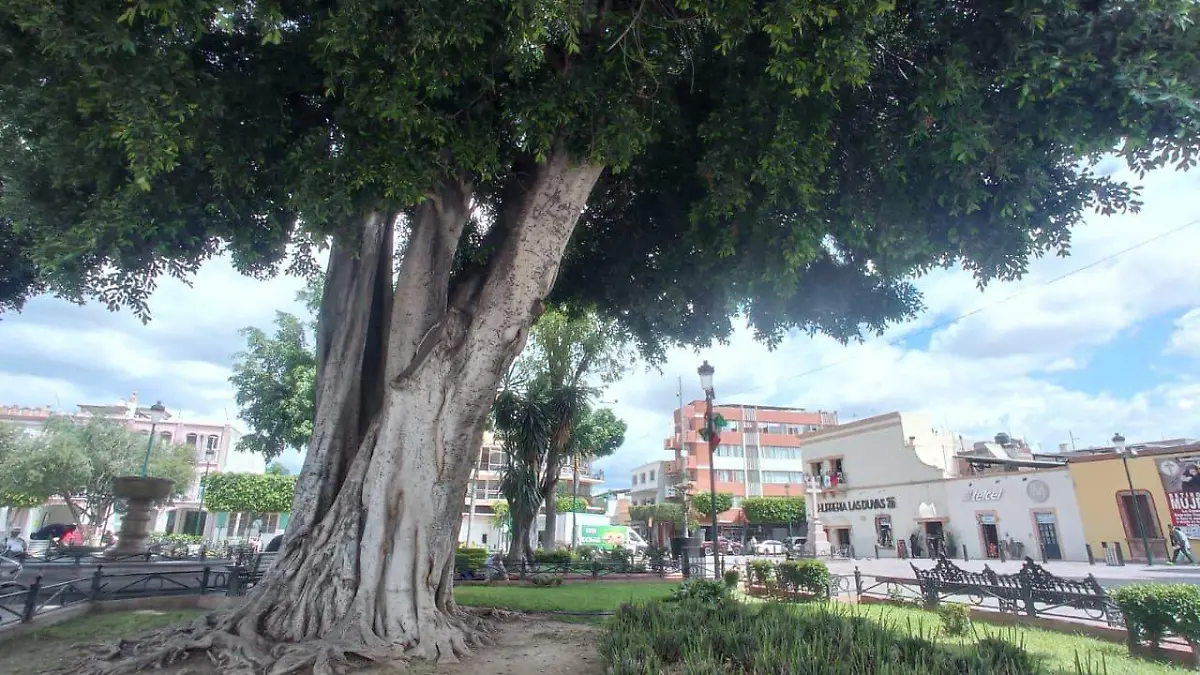 Árboles san juan de dios