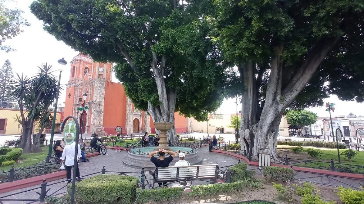 Árboles san juan de dios