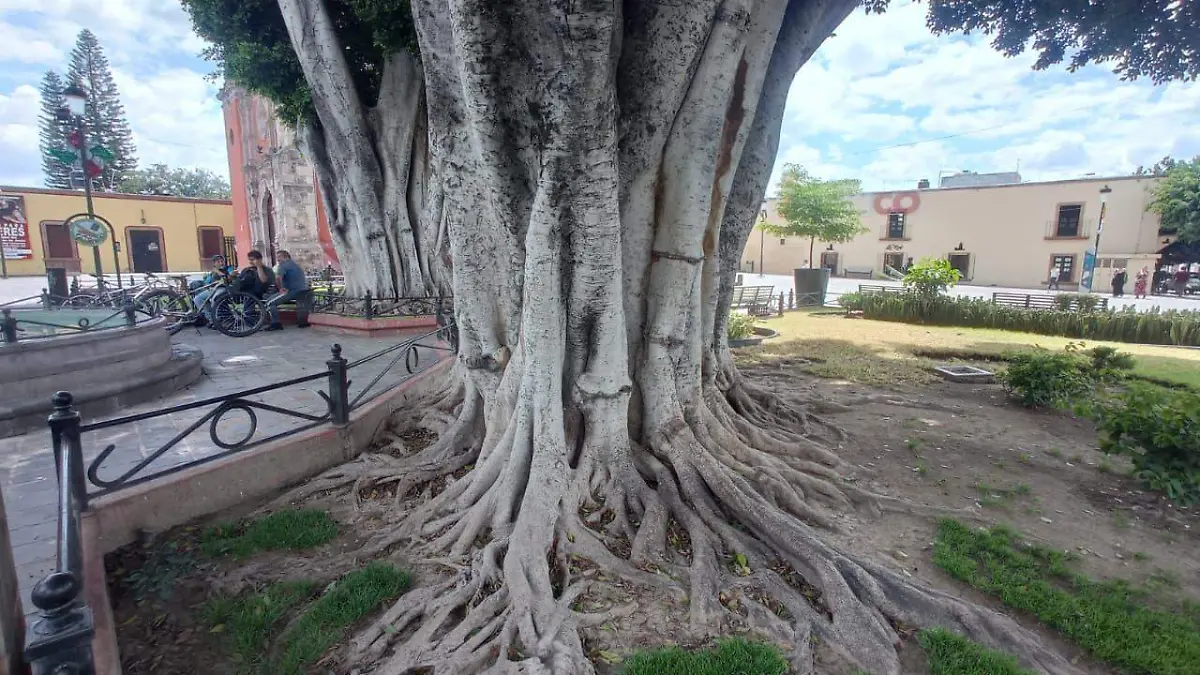 Árboles san juan de dios