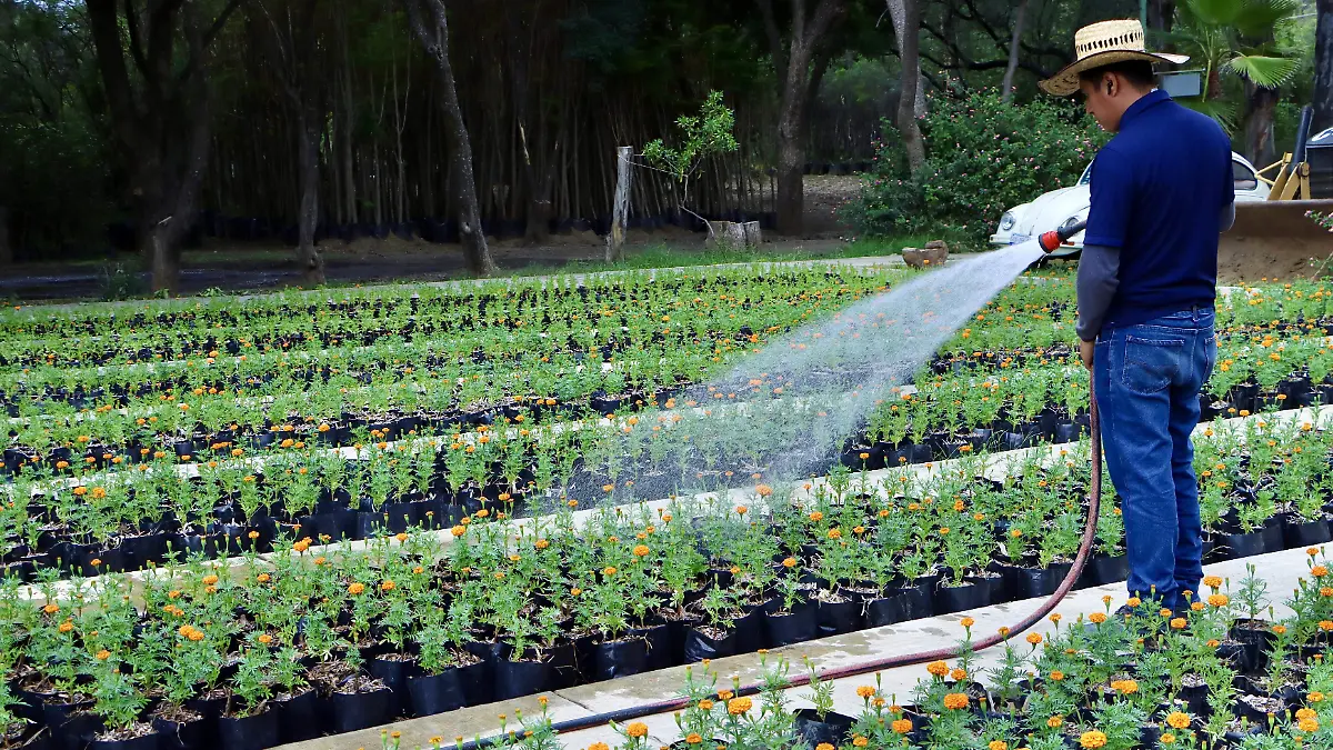 Sembrarán 28 mil flores de cempasúchil en León para celebrar el Día de Muertos